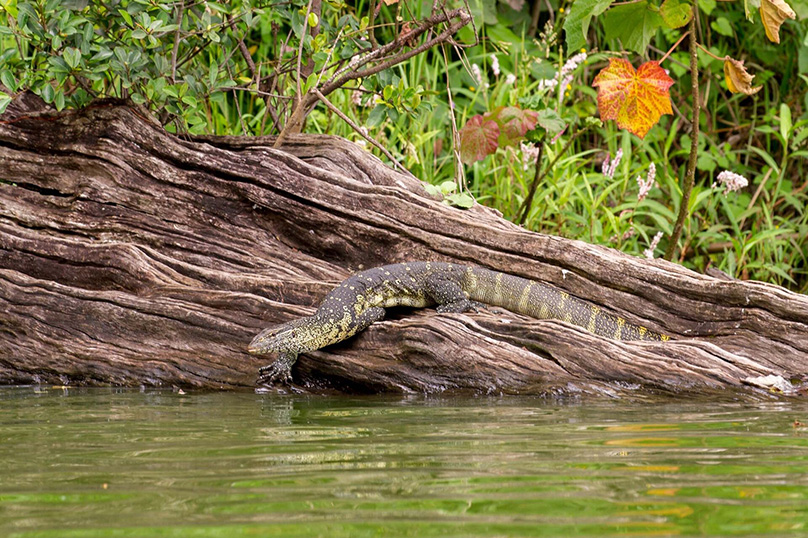 Big lizard on tree trunk at Lake Duliti