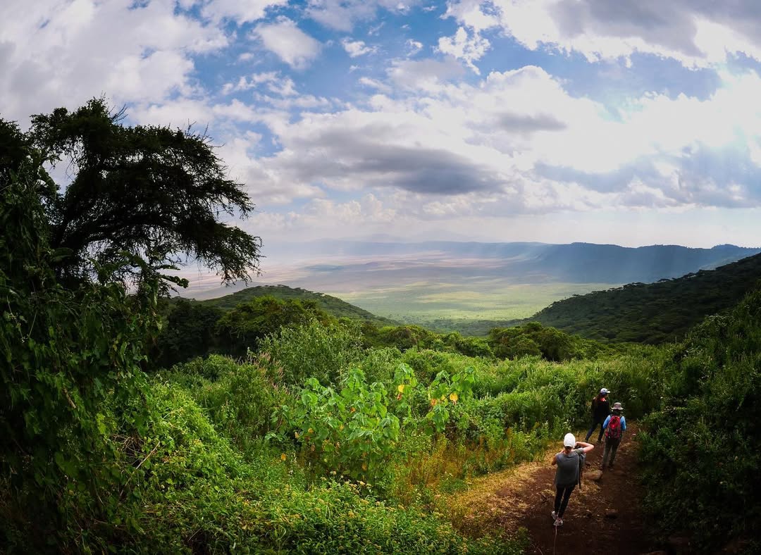 Experience walking safari